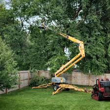 How Our Tree Care Process Works  in  Franklin, VA