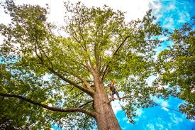 Best Lawn Pest Prevention  in Franklin, VA