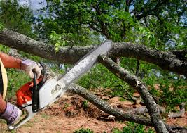 Best Tree Cabling and Bracing  in Franklin, VA