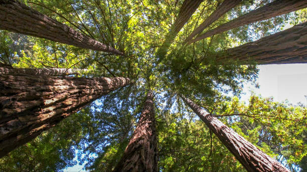  Franklin, VA Tree Services Pros