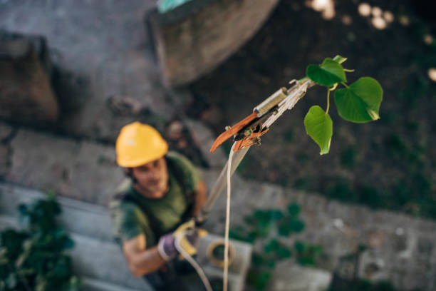 Best Tree Preservation Services  in Franklin, VA
