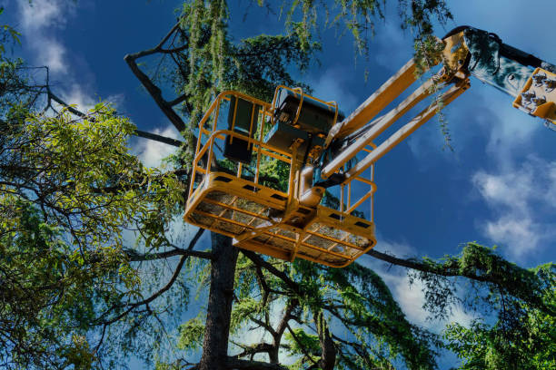 Best Hazardous Tree Removal  in Franklin, VA
