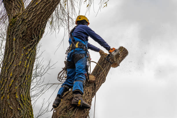 Best Emergency Tree Removal  in Franklin, VA