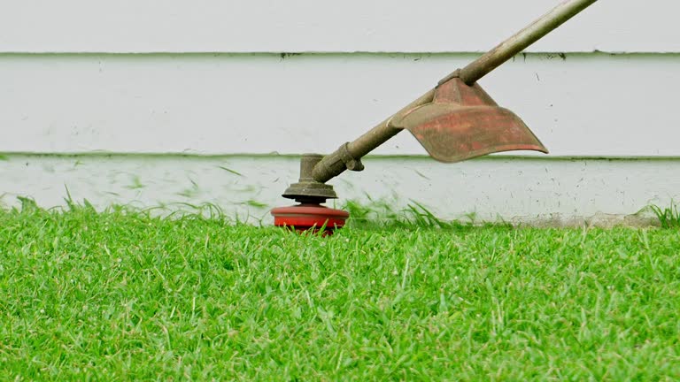 Best Storm Damage Tree Cleanup  in Franklin, VA