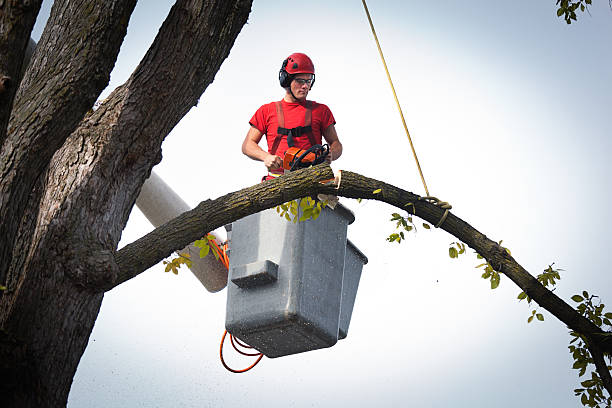 Best Arborist Consultation Services  in Franklin, VA