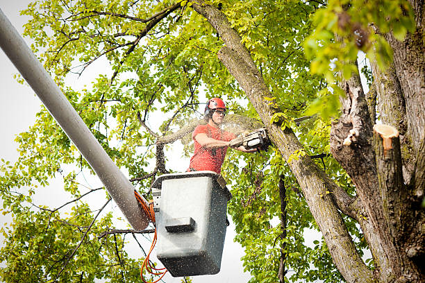 Best Hedge Trimming  in Franklin, VA
