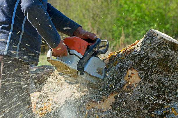Best Tree Health Inspection  in Franklin, VA
