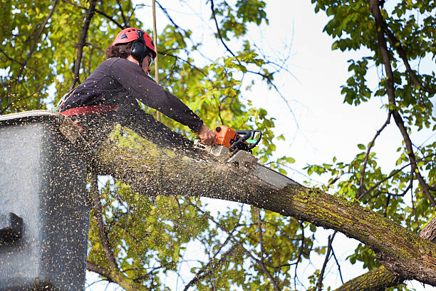 Best Lawn Grading and Leveling  in Franklin, VA