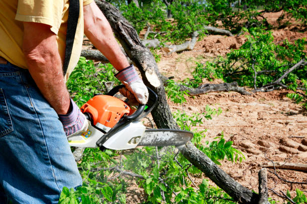 Best Lawn Irrigation Installation and Maintenance  in Franklin, VA